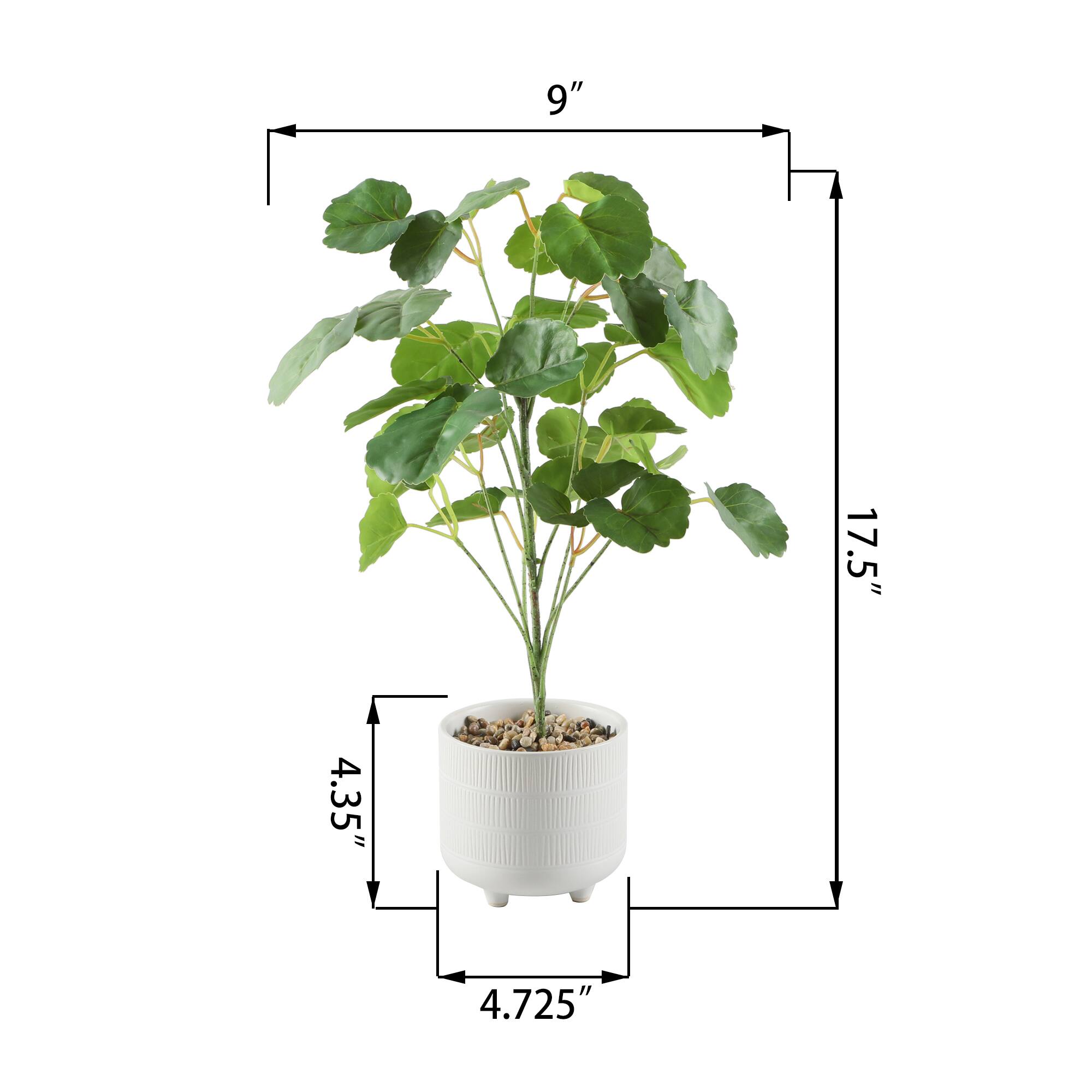 Flora Bunda® 17.5" Green Pilea in Footed White Ceramic Planter